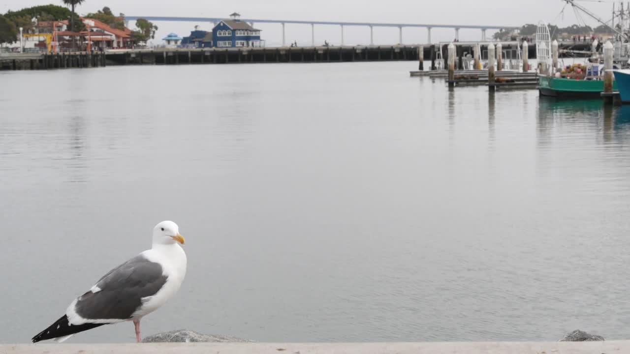 加利福尼亚海岸圣地亚哥港口旁的海港村。海鸥鸟。Coronado视频素材