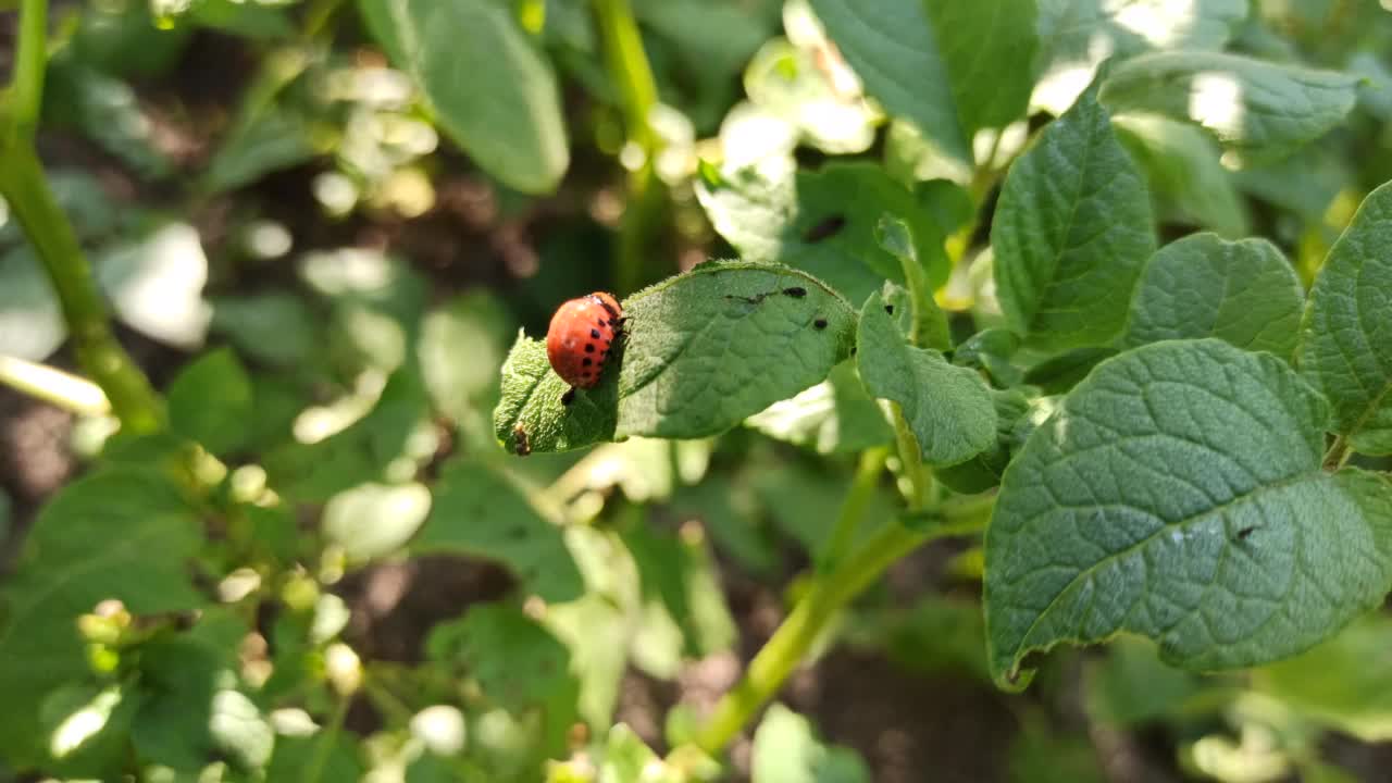 生活在绿叶上的科罗拉多甲虫。农作物害虫视频下载