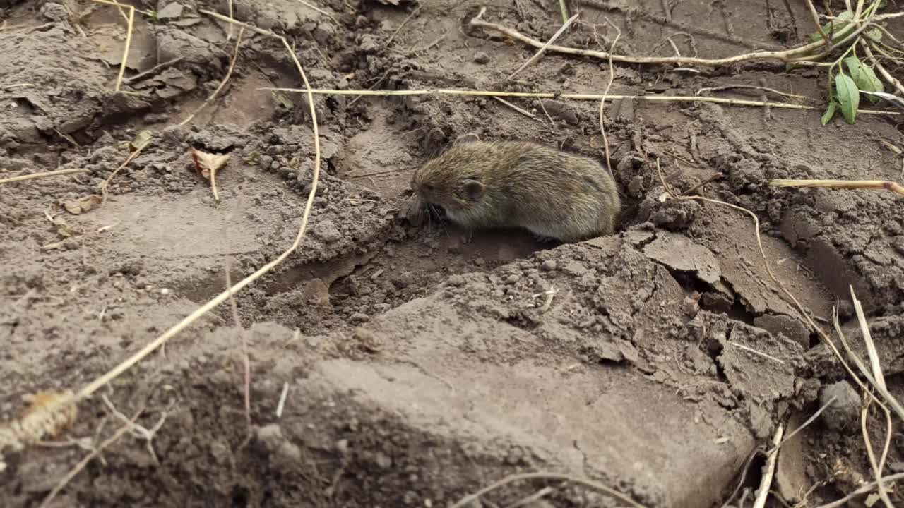 在菜园的草地上奔跑的老鼠。一只灰色的老鼠跑过花园视频下载