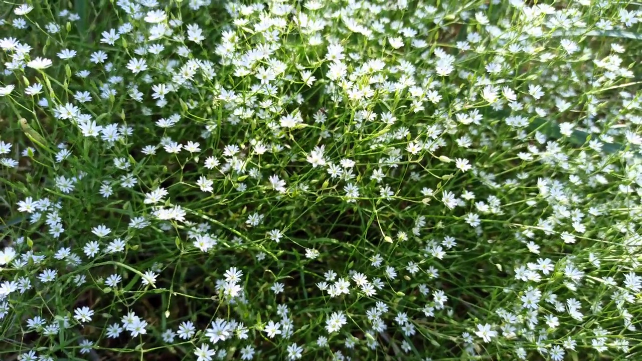 春天绿草质地，带着白色小花。田野里的小白花视频下载