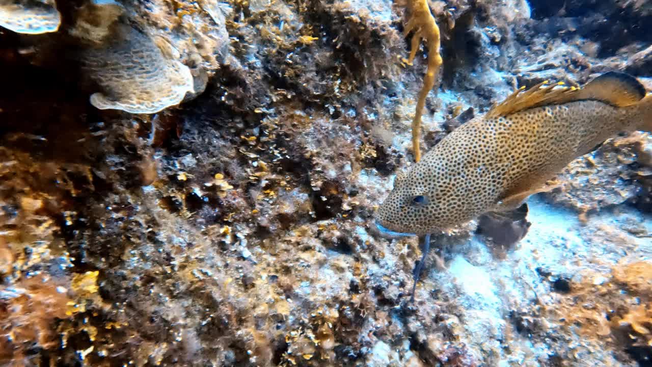 墨西哥科苏梅尔的一只大型红鹿(Epinephelus guttatus)的4k视频视频素材