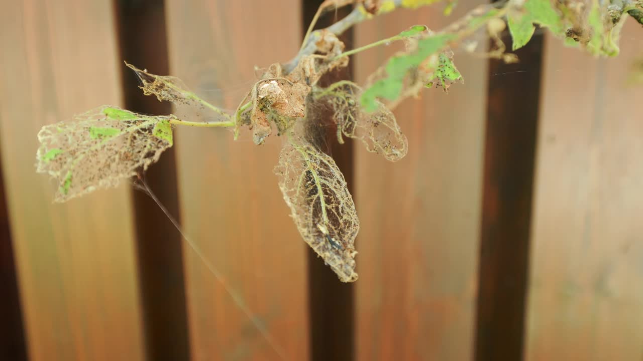 被苹果树貂毛虫和昆虫完全吃掉并破坏树叶视频素材