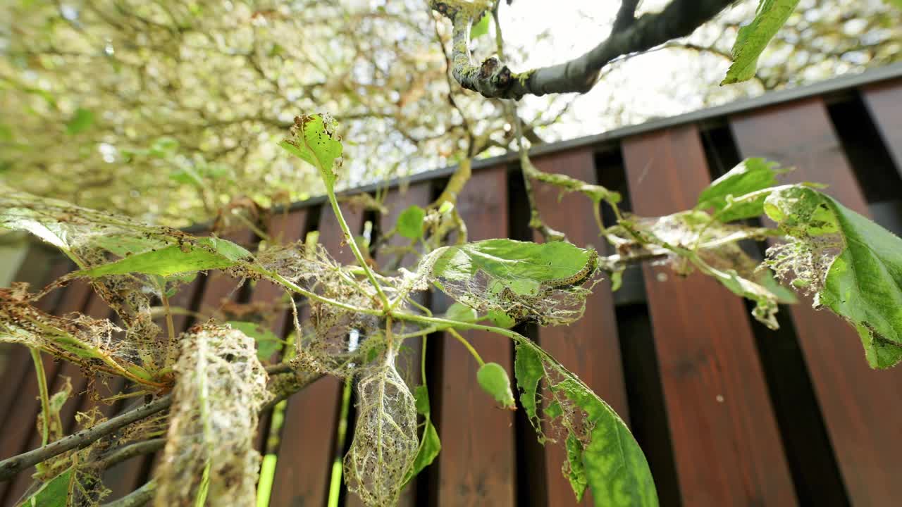 苹果树上的害虫、幼鼠、鼬鼠。树枝和树叶上的蜘蛛网和毛毛虫视频素材