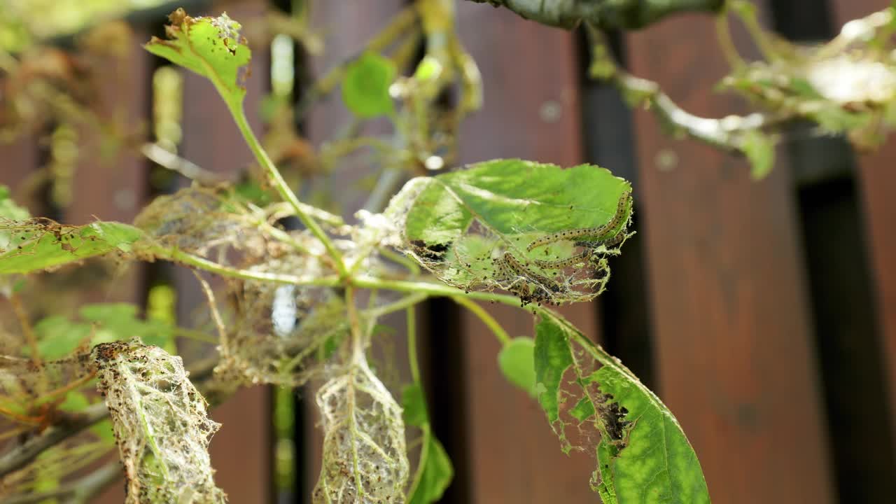 一种貂蛾的幼虫群视频素材