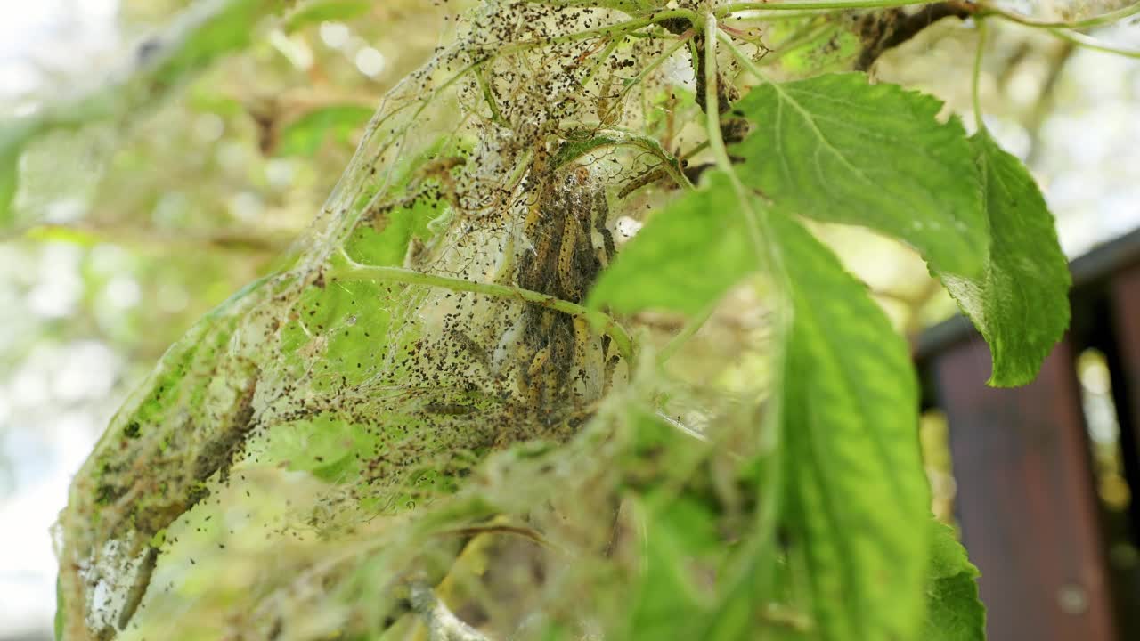 苹果树银鼠幼虫和昆虫入侵并吃掉树叶视频素材