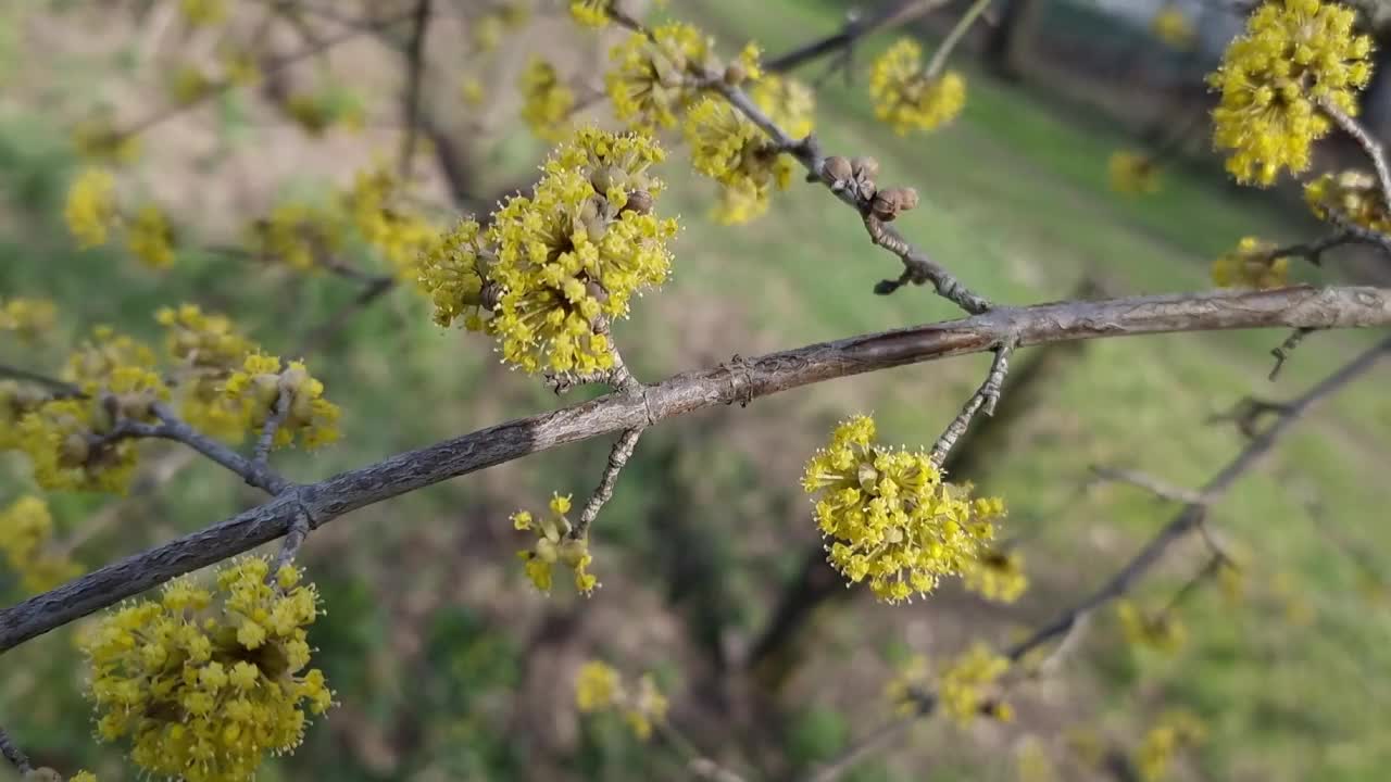 山茱萸的黄色花。视频素材