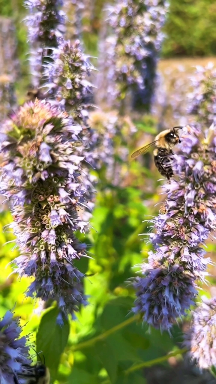 蜜蜂从野花上收集花粉视频素材