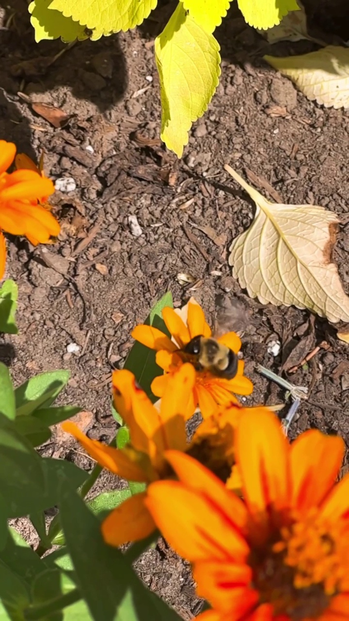 蜜蜂从野花上收集花粉视频素材