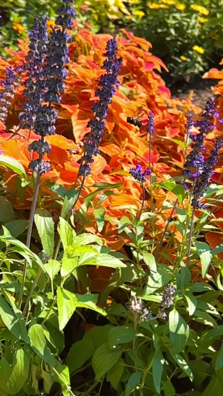 蜜蜂从野花上收集花粉视频素材