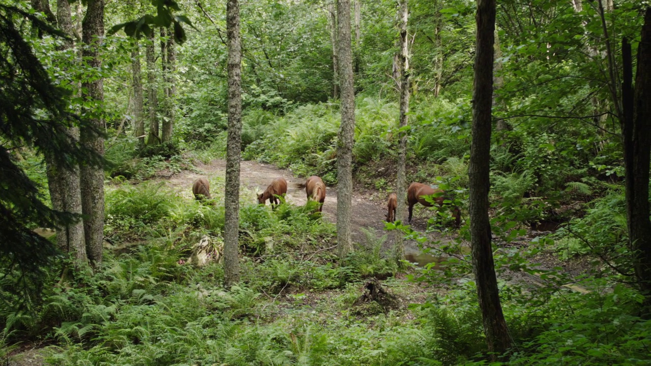 森林里的野马和小马驹。高加索高山森林的居民在空闲时间让他们的马进入森林。动物在山上，吃草变成了马视频下载