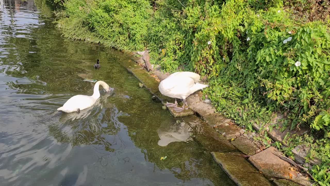 在一个阳光明媚的日子里，在德国汉堡的阿尔斯特，两只天鹅正在清洗它们的白色羽毛。视频素材