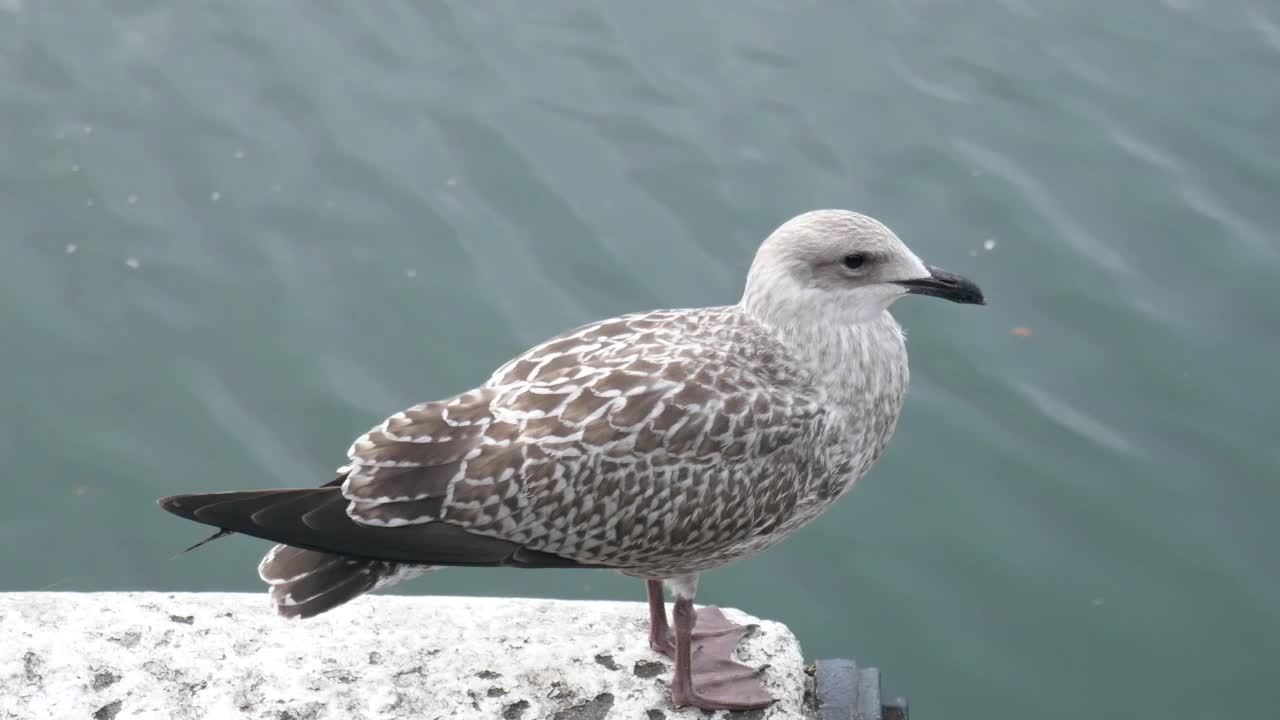 棕色的海鸥在海水边伸展翅膀视频素材