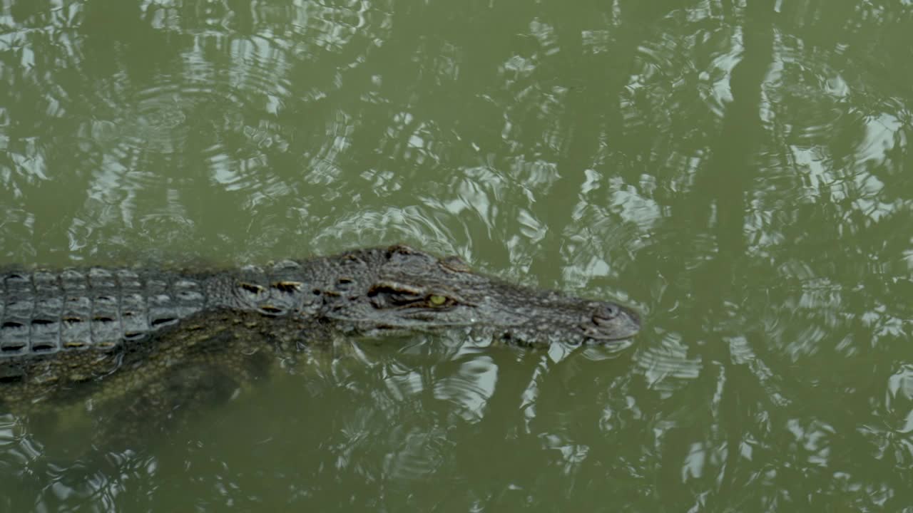 鳄鱼在湖里游泳视频素材