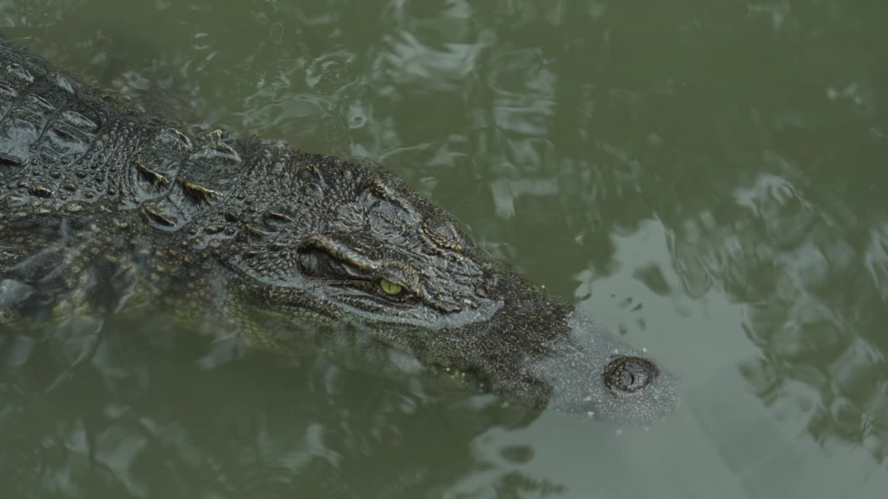 鳄鱼在湖里游泳视频素材