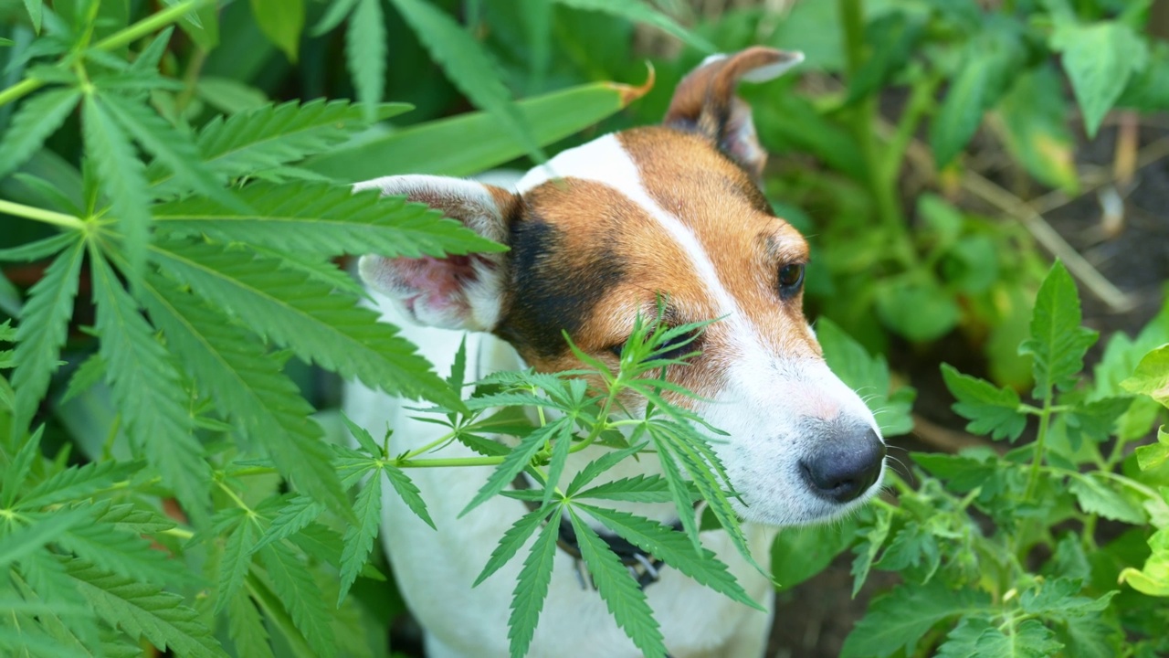 训练服务犬搜寻大麻植物。视频素材