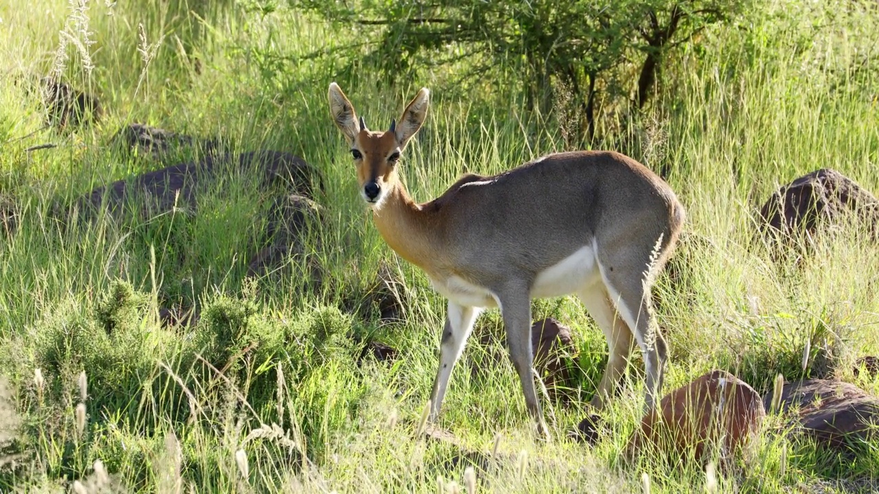 在南非莫卡拉国家公园的自然栖息地，一只灰rhebuck (Pelea capreolus)视频素材