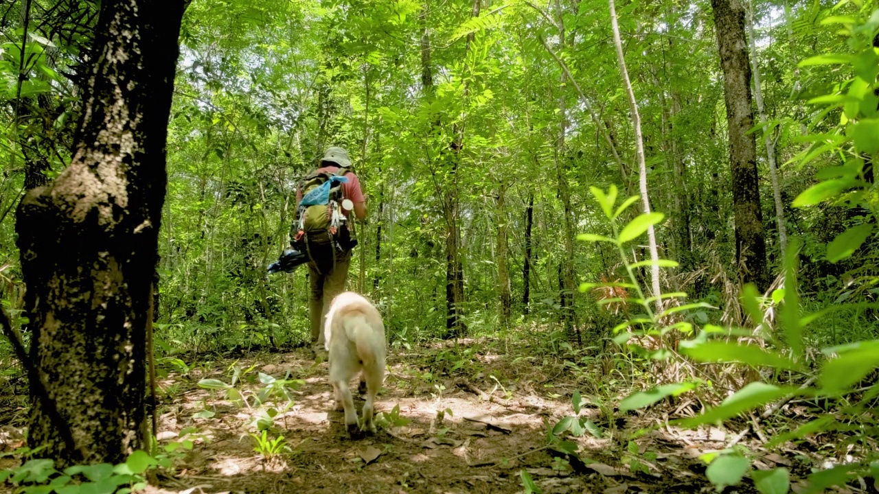 亚洲家庭徒步旅行者背着双肩包和他们的狗狗一起在森林小径散步，家人一起放松和在户外度过时光，健康的生活方式，冒险和探索自然视频素材