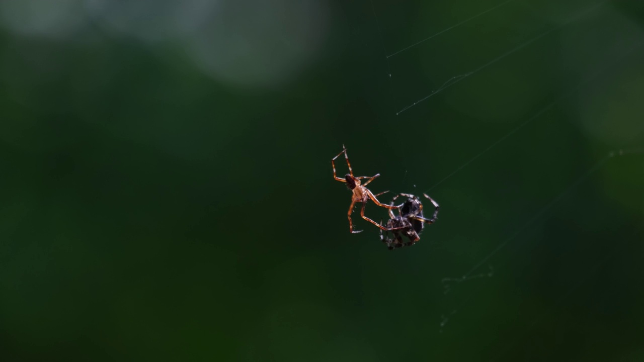 雄性交叉蜘蛛试图与雌性交配的特写视频素材