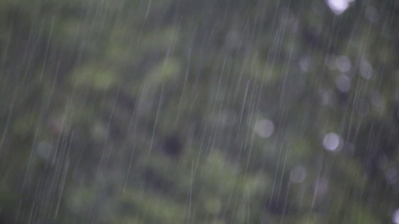 秋雨洒在银杏树的背景上视频素材