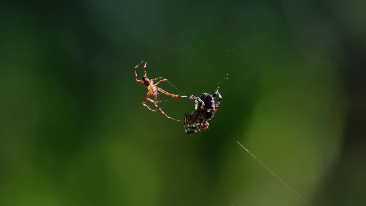 冠蜘蛛用腿互相接触的特写镜头视频素材