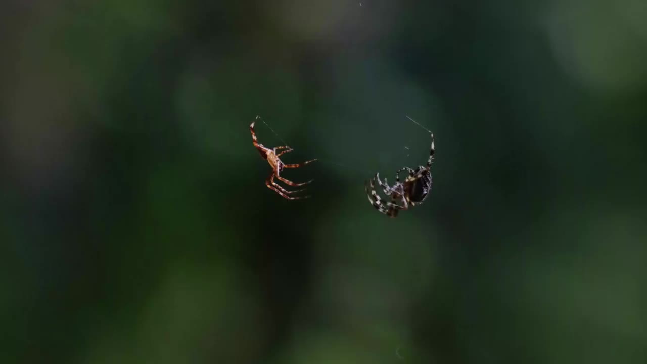 交叉蜘蛛面朝对方，移动它们的腿视频素材