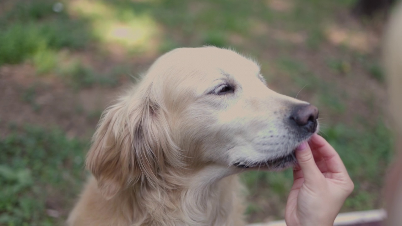 在城市公园里，可爱的年轻女子给她的大金毛猎犬喂食视频素材