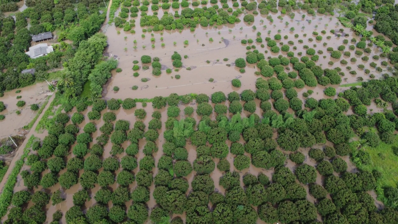 受雨季洪水影响的稻田或农业地区的鸟瞰图。滂沱大雨和洪水淹没农田后泛滥的河流俯视图。视频素材