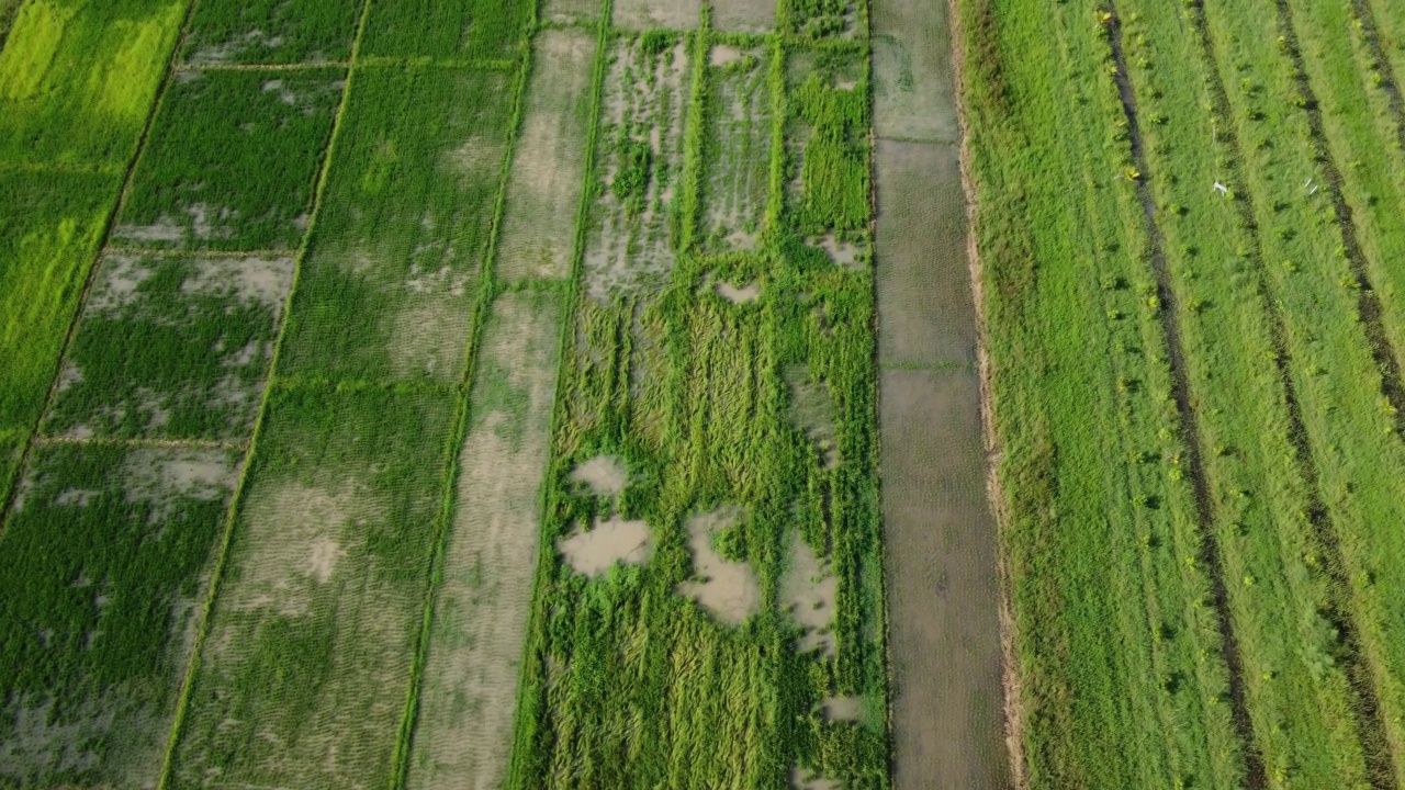 受雨季洪水影响的稻田或农业地区的鸟瞰图。滂沱大雨和洪水淹没农田后泛滥的河流俯视图。视频素材