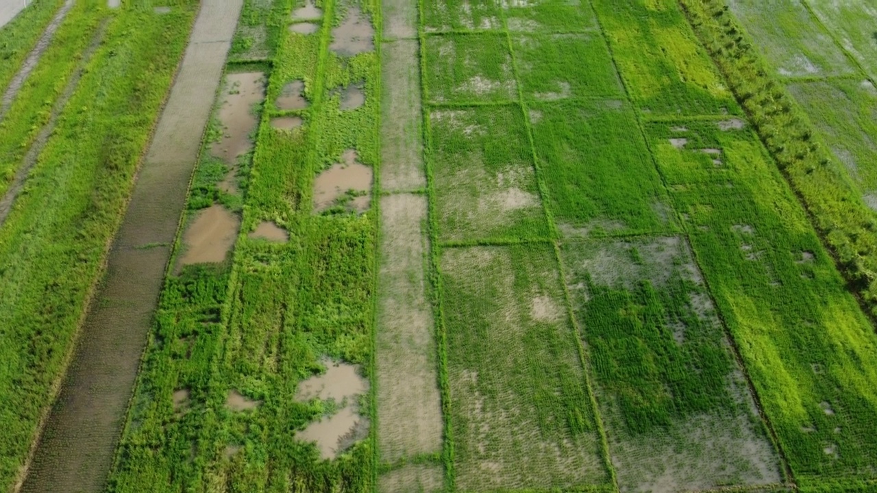 受雨季洪水影响的稻田或农业地区的鸟瞰图。滂沱大雨和洪水淹没农田后泛滥的河流俯视图。视频素材