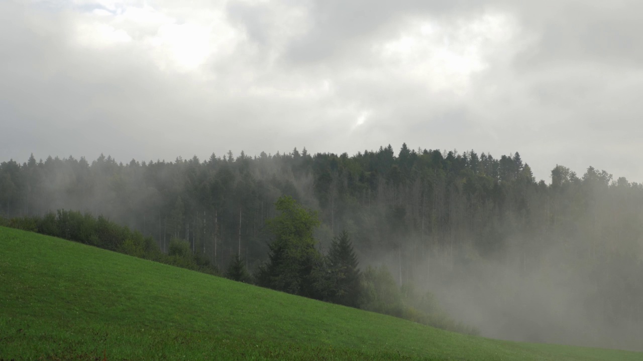 山上有雾的早晨。清晨在青山间的山谷。山区多雨天气。雾蒙蒙的雾吹过松树绿林。神奇的自然景观视频素材