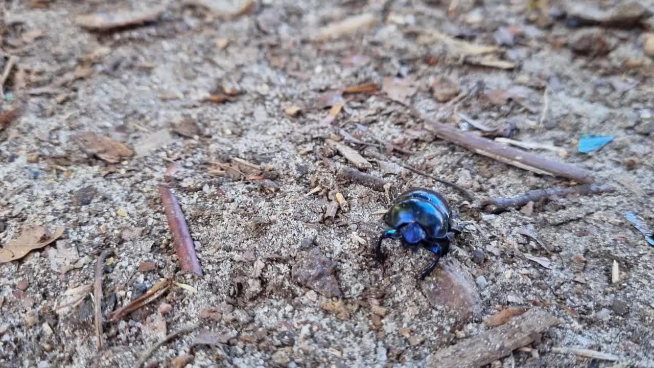 甲虫在地上慢慢地走着视频素材