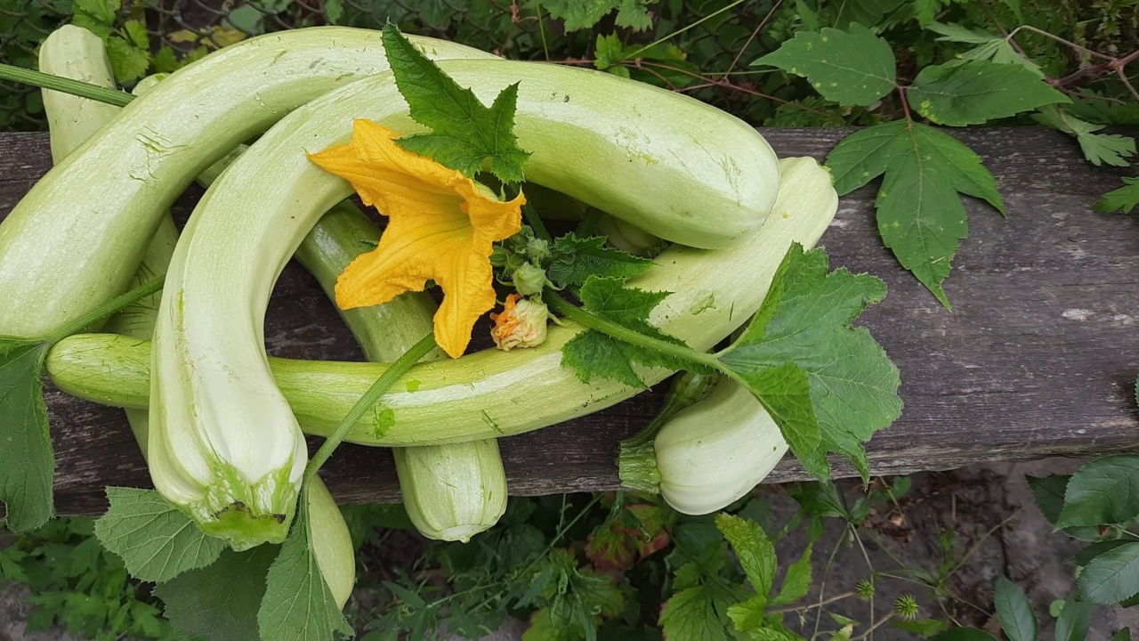 新鲜收获的带叶和花的长蔬菜葫芦视频素材