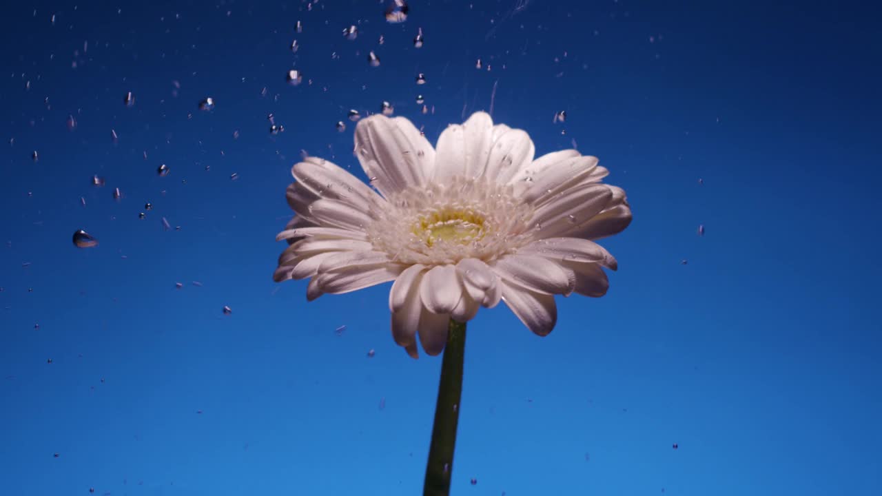 水缸里的白菊。在蓝色背景上有许多颜色视频素材