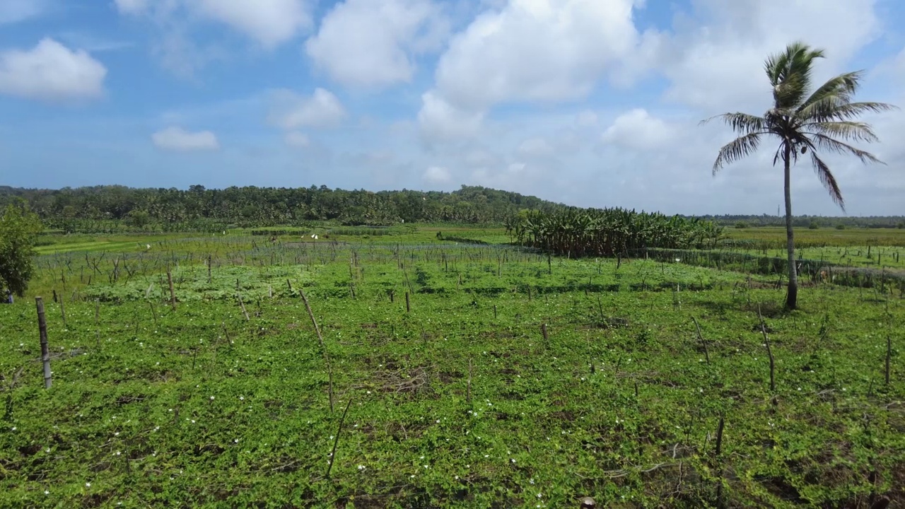 喀拉拉邦Thiruvananthapuram的Punchakkari湿地和农田视频素材