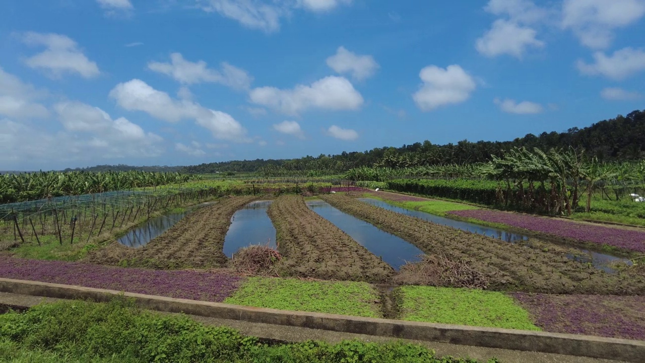 喀拉拉邦Thiruvananthapuram的Punchakkari湿地和农田视频素材