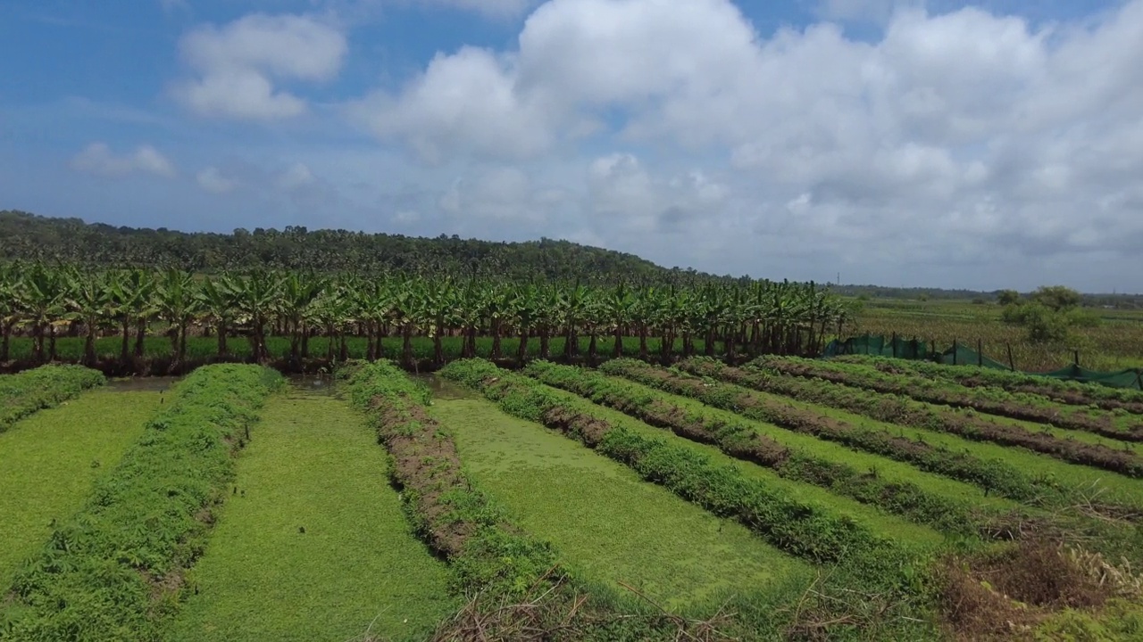 喀拉拉邦Thiruvananthapuram的Punchakkari湿地和农田视频素材