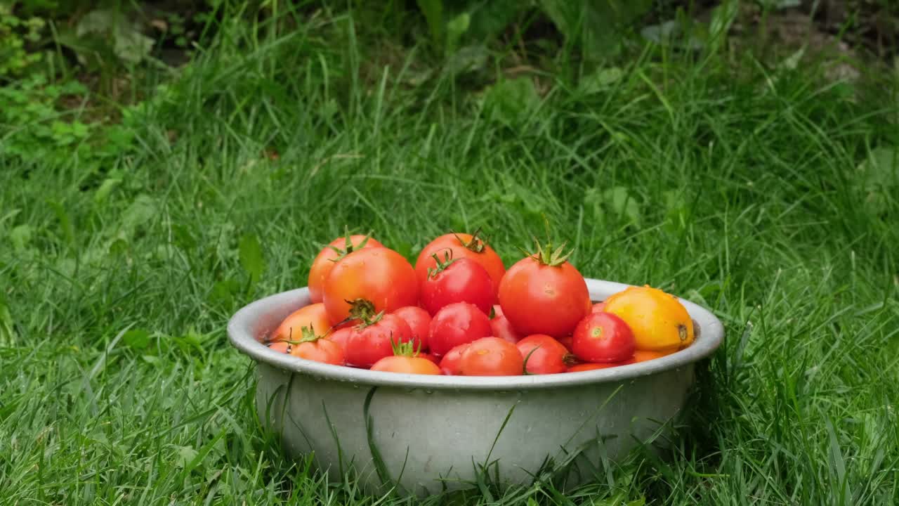 洗西红柿用慢动作。女性手洗西红柿。素食。新的收获。用自来水冲洗有机番茄。有机农业理念番茄收获视频素材