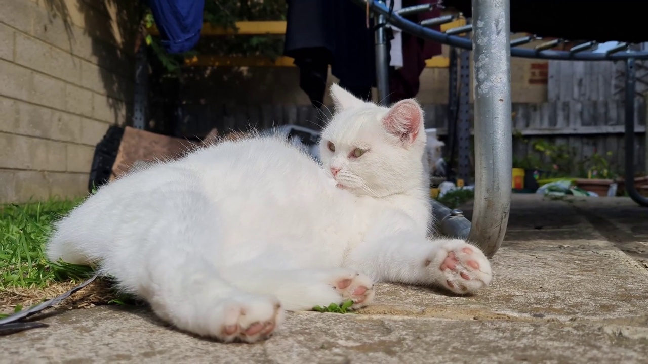 美丽的波斯品种猫在家里的花园摆姿势，特写镜头视频素材