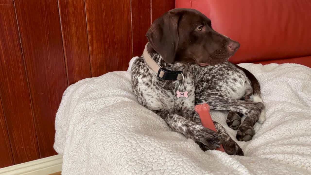 可爱的德国短毛猎犬在沙发上享受骨头视频素材