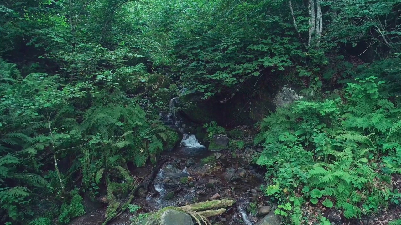 泉水从森林的树根中流过。最近一场大雨过后，黑暗的山林里出现了小瀑布。全球气候变暖的概念视频下载