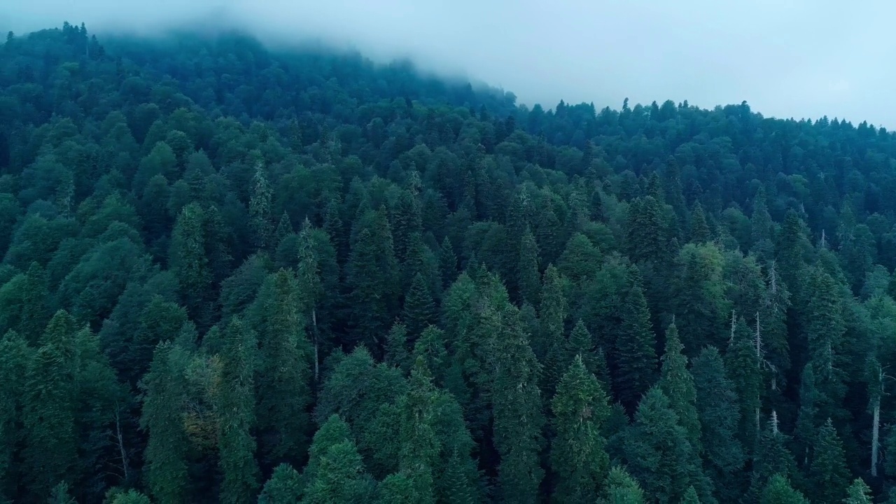 老云杉、冷杉和松树林中健康的绿树。云杉树下山到针叶林在雾中日出视频下载