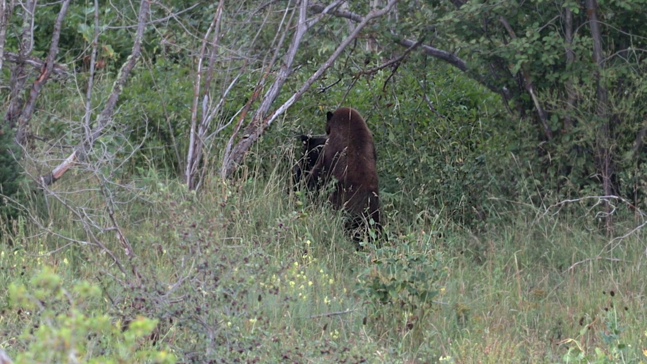 两只黑熊(Ursus americanus)在森林里摔跤的MS 4K镜头视频素材