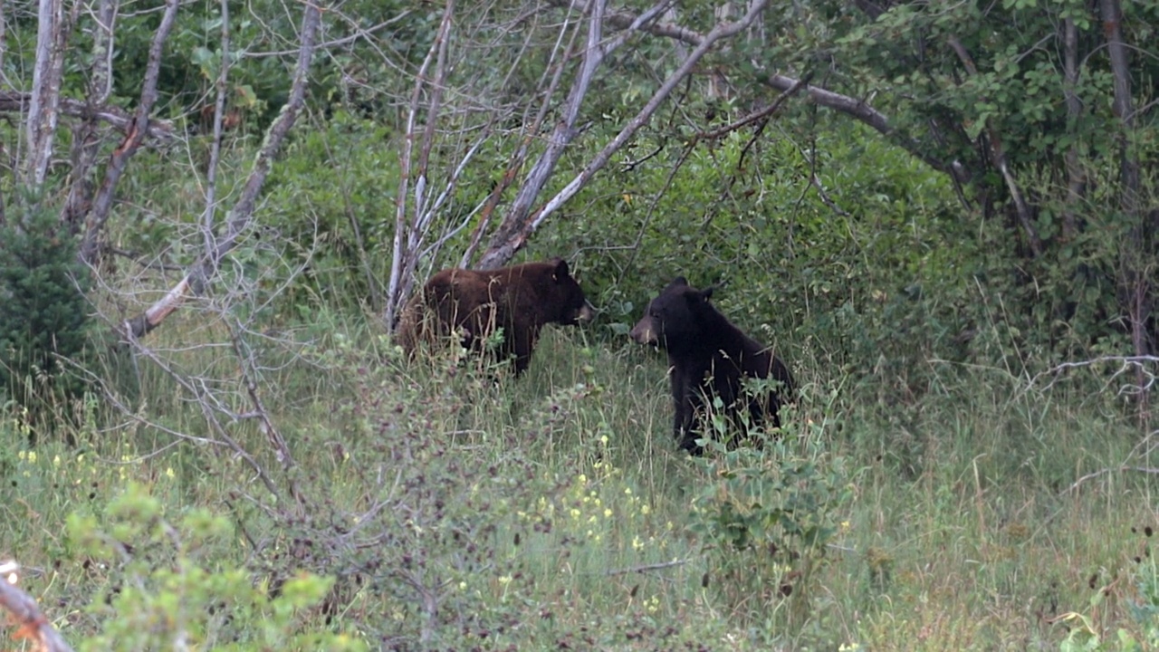 两只黑熊(Ursus americanus)在森林里摔跤的MS 4K镜头视频素材