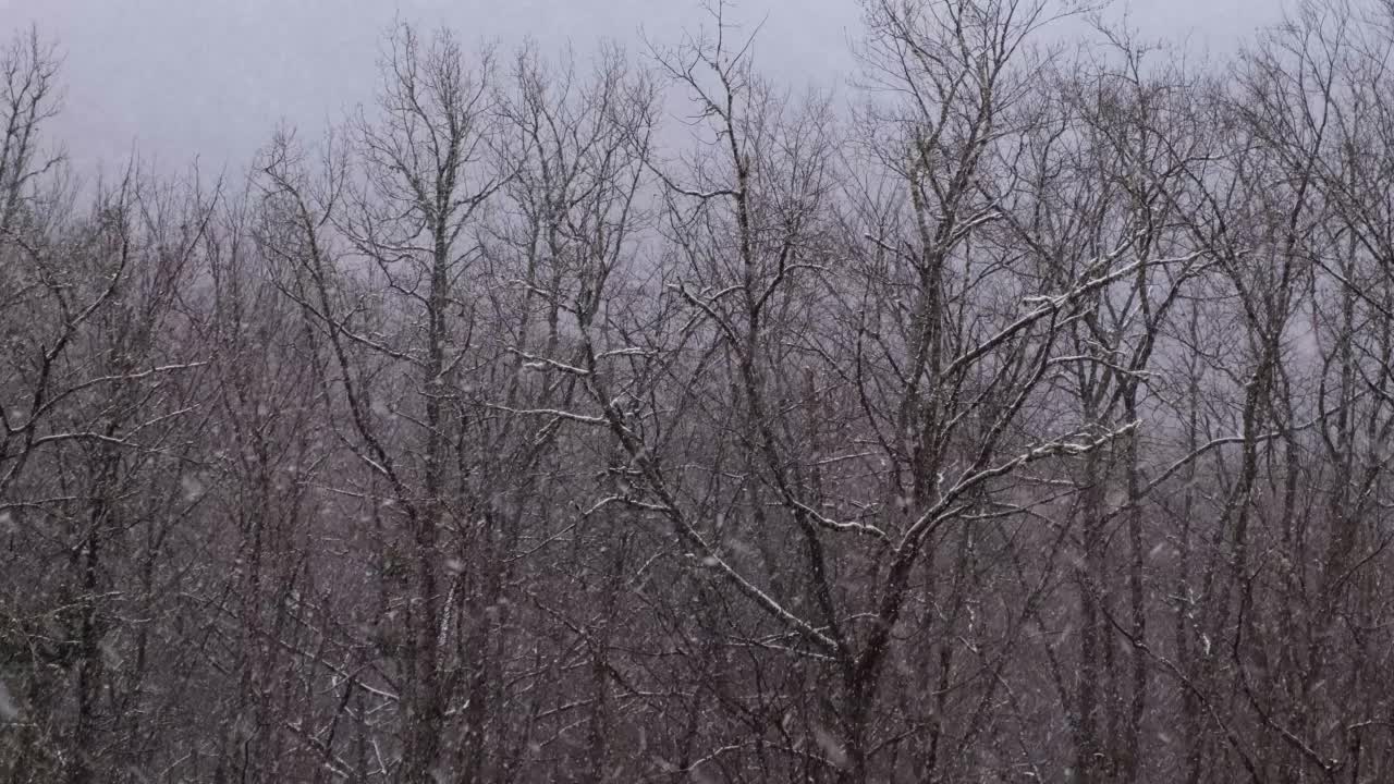 降雪树木的背景。雪落在天空的特写镜头。视频素材