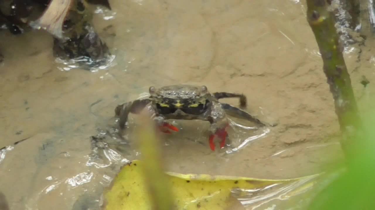 淡水蟹来华朝贡视频素材