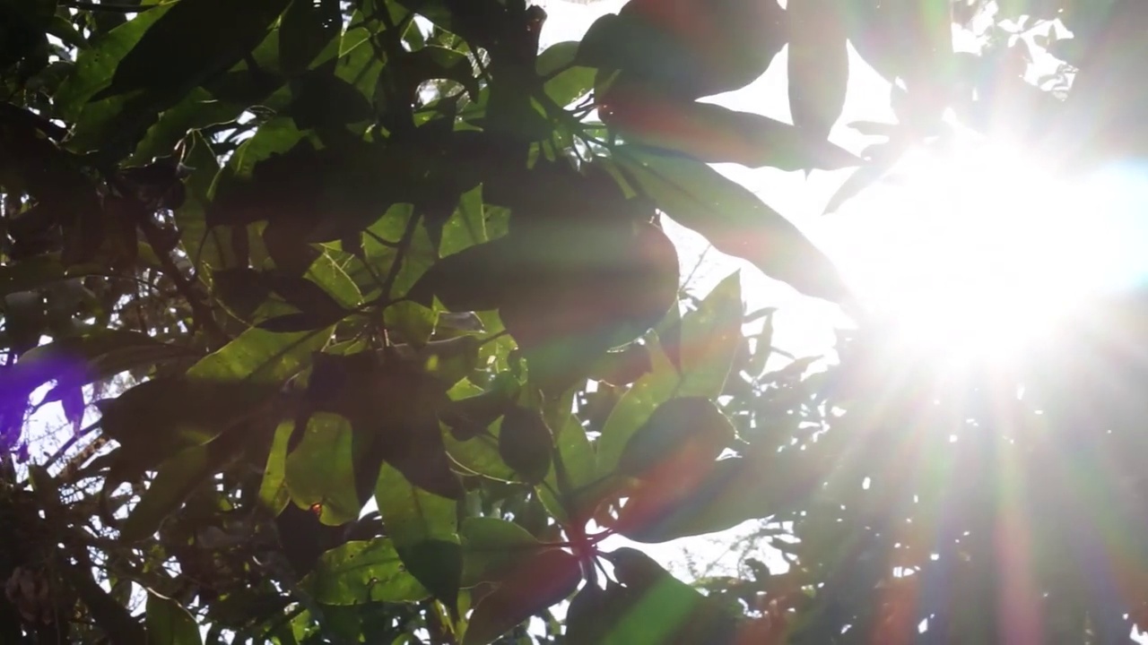 阳光透过树叶作为背景。抽象的自然背景。叶子的特写镜头。从下面的角度。高清视频。视频下载