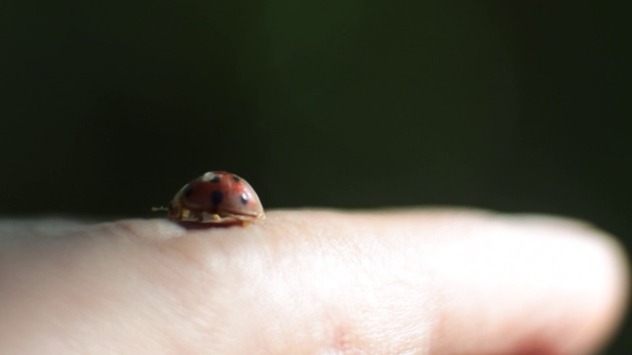 瓢虫在手指上爬行。小瓢虫是一种有着美丽颜色的小昆虫。高清视频宏昆虫。缓慢的运动。视频下载