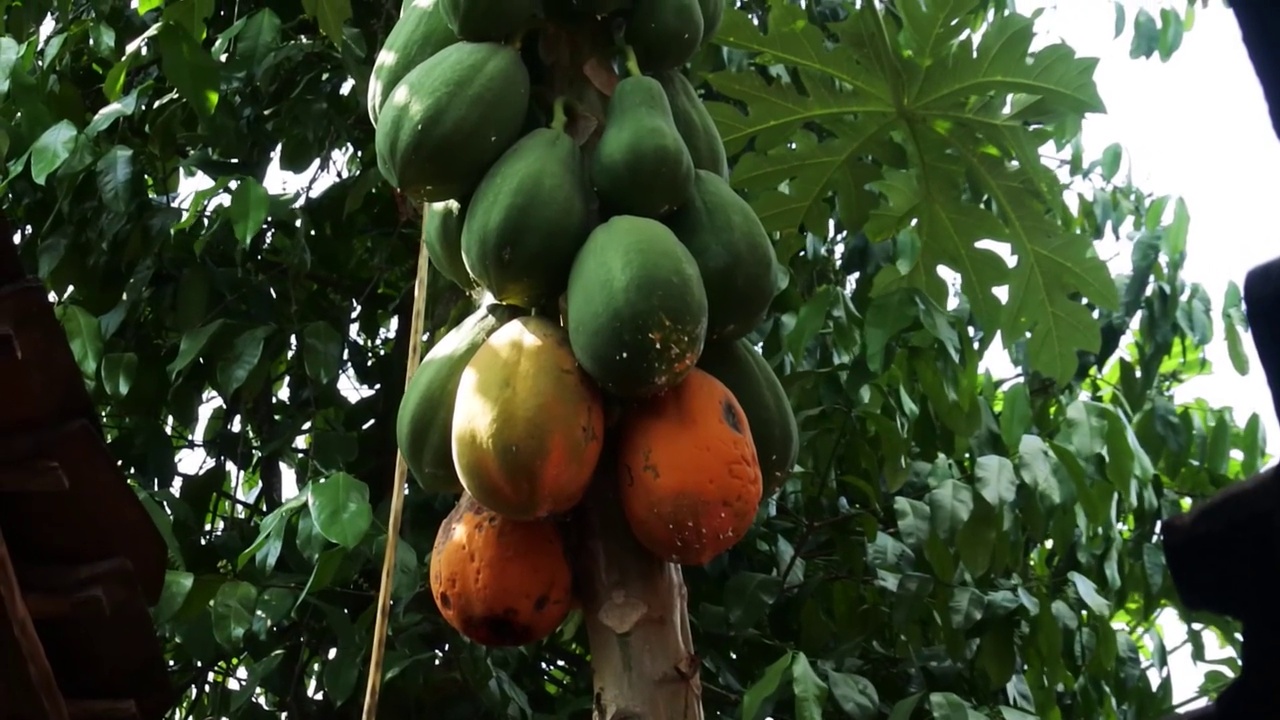 树上成熟的木瓜果实。绿色和黄色木瓜果实。奇异的多汁的水果。高清视频。视频下载