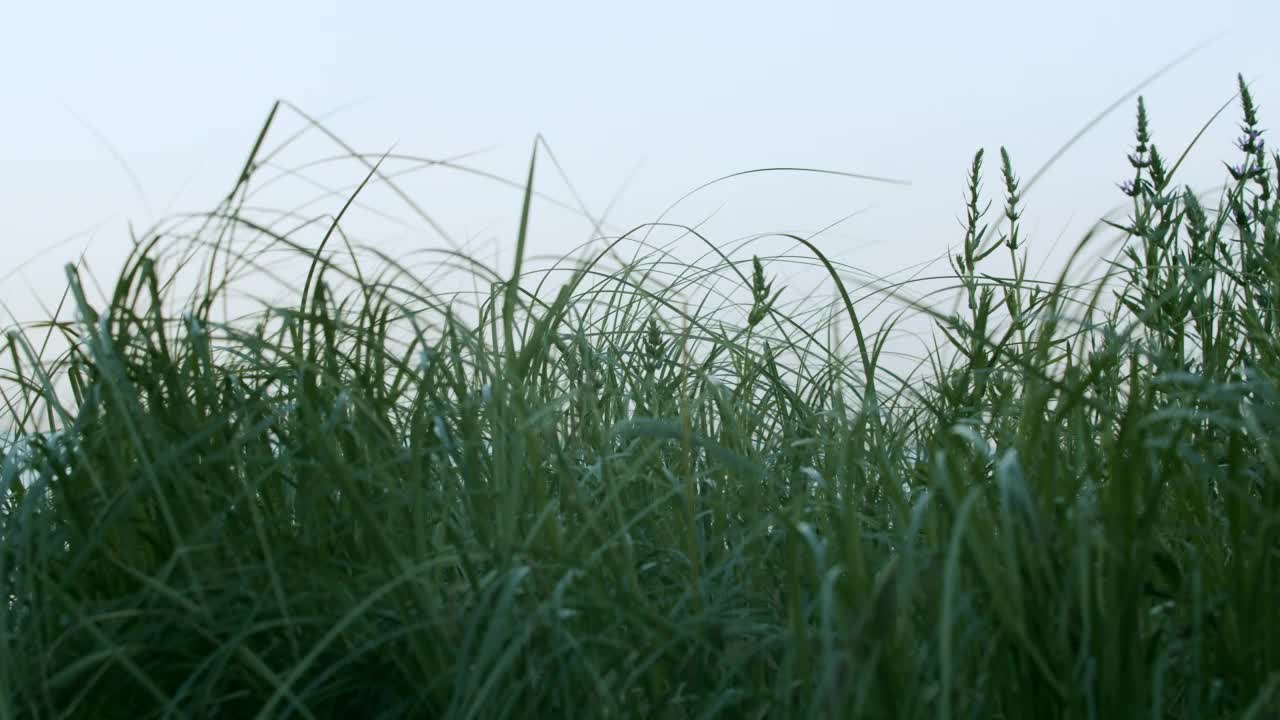 在风平浪静的日子里，高高的草在风中摇曳视频素材