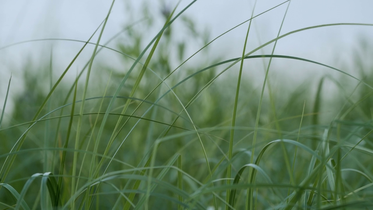 黄昏雨前的夏日草地的宏观摄影视频素材